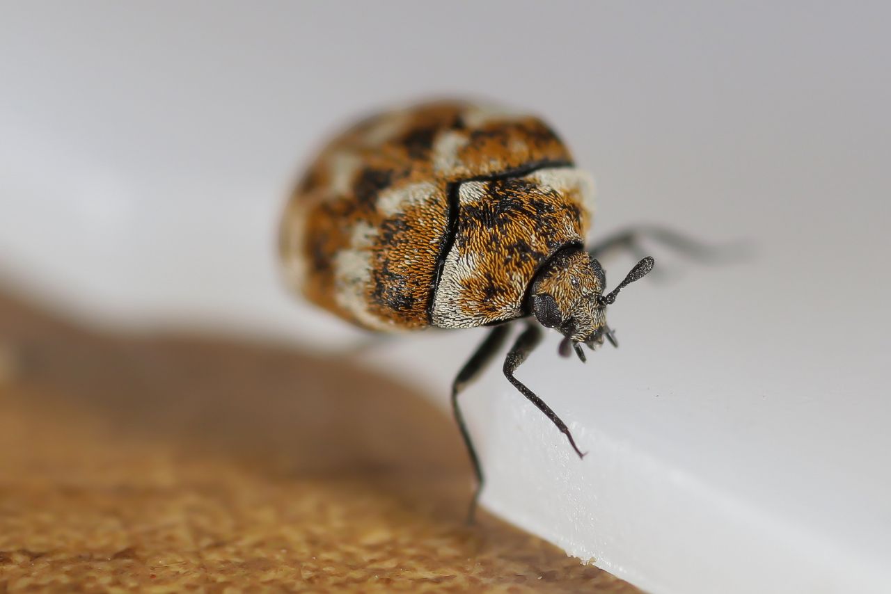 Dermestidae - Anthrenus (Nathrenus) verbasci